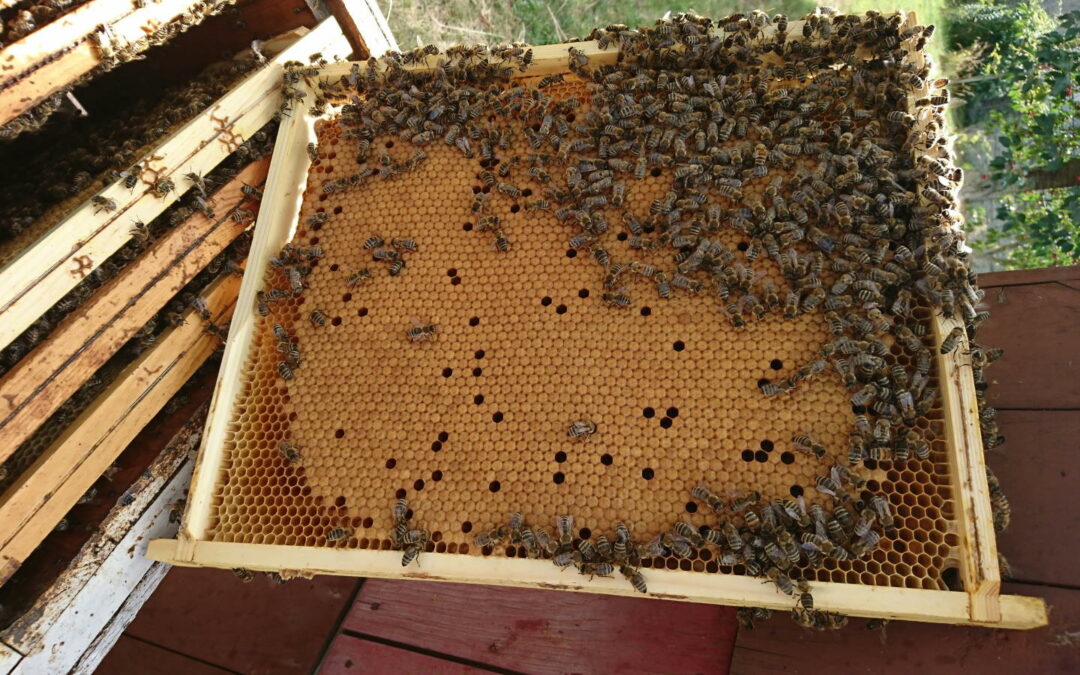 Użądlenie przez pszczoły – na co uważać
